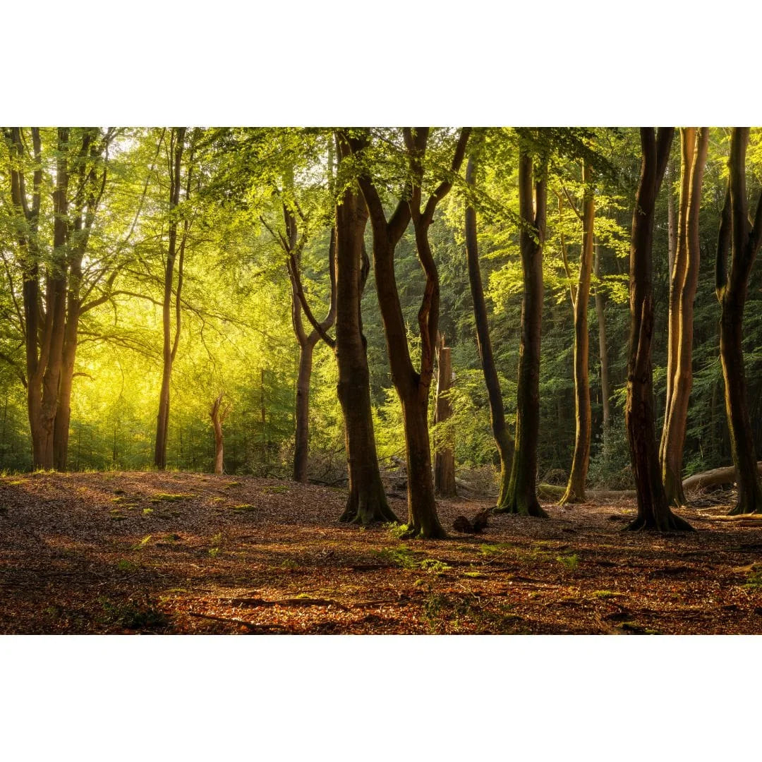 Bos met zonlicht door de bomen.